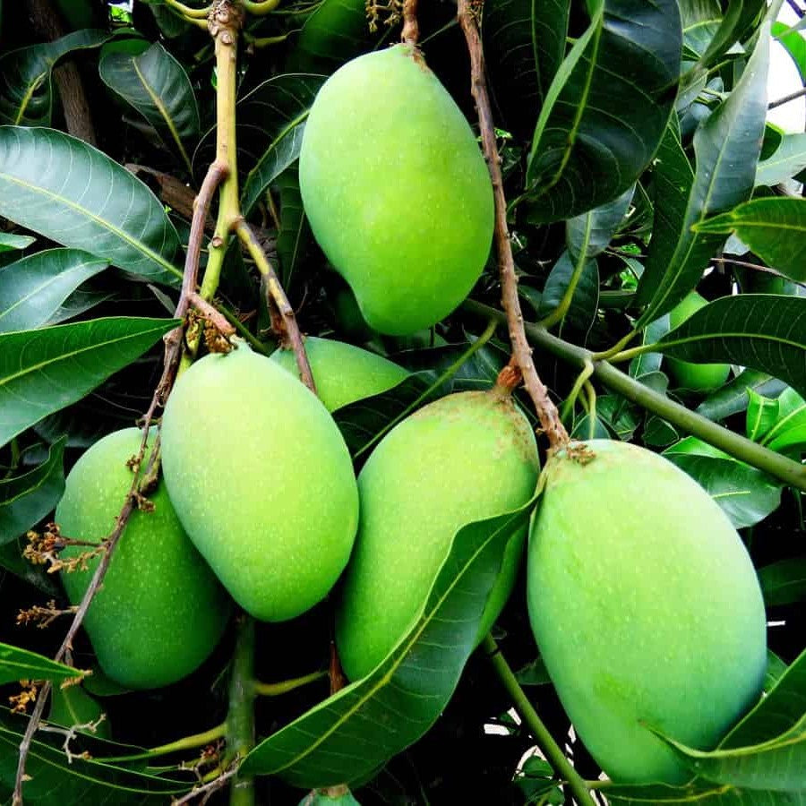Mango Kesar Plant (Grafted) - Hybrid Fruit Plant
