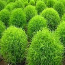 Kochia Burning Bush Seeds (100 seeds) - omaxe seeds