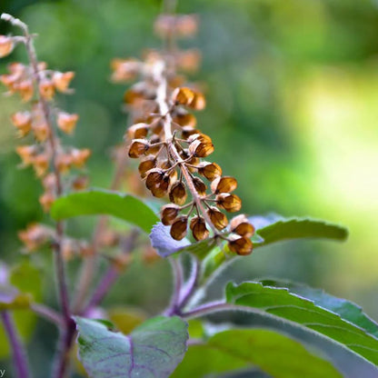 Krishna Tulsi Plant - Shyama Tulasi, Holy Basil