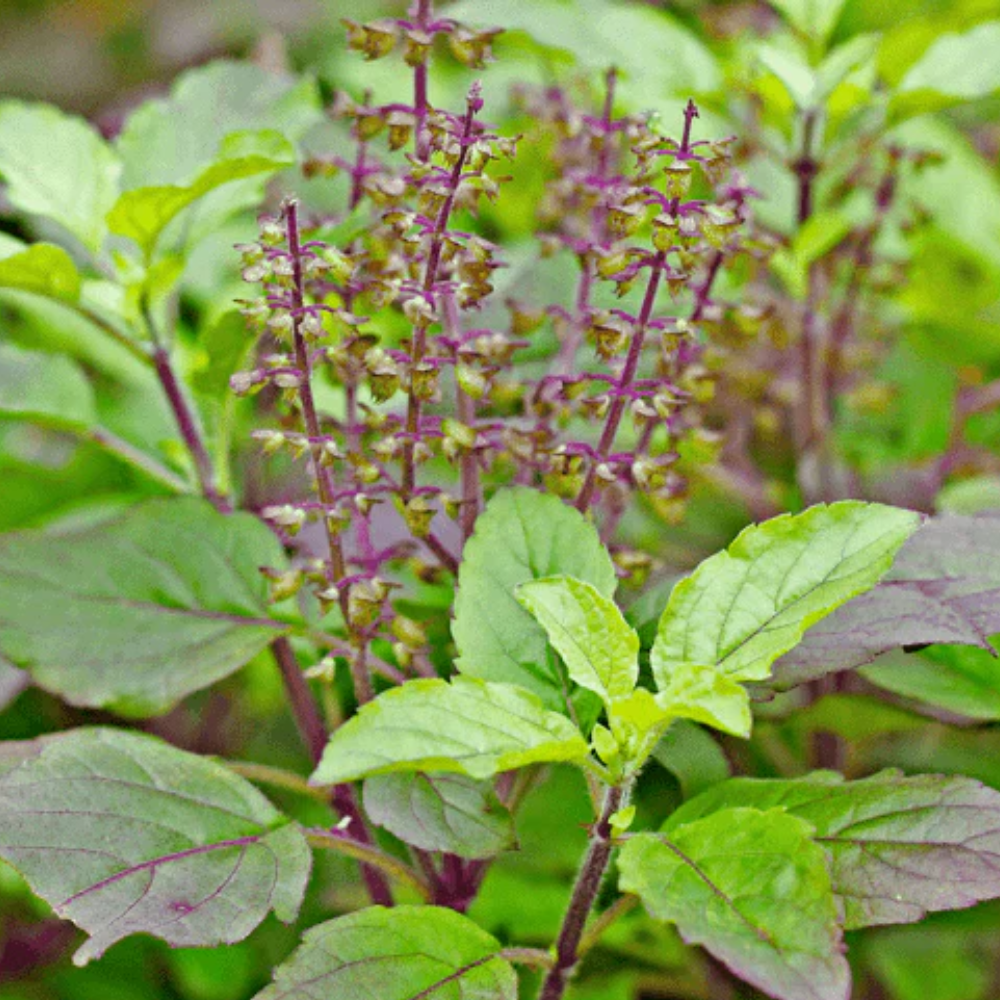 Krishna Tulsi Plant - Shyama Tulasi, Holy Basil