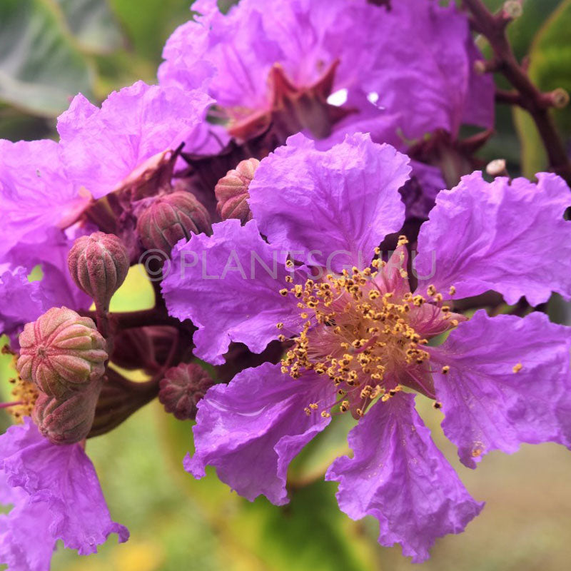 Lagerstroemia Speciosa Plant, Pride of India, Tahman