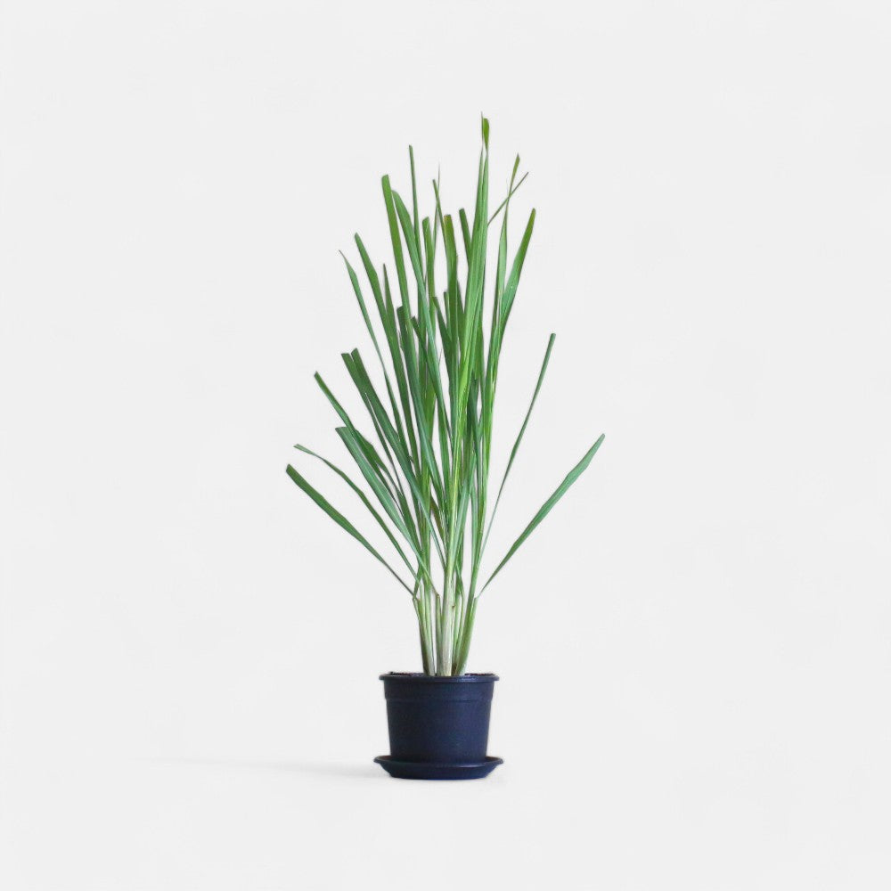 Lemon Grass Plant