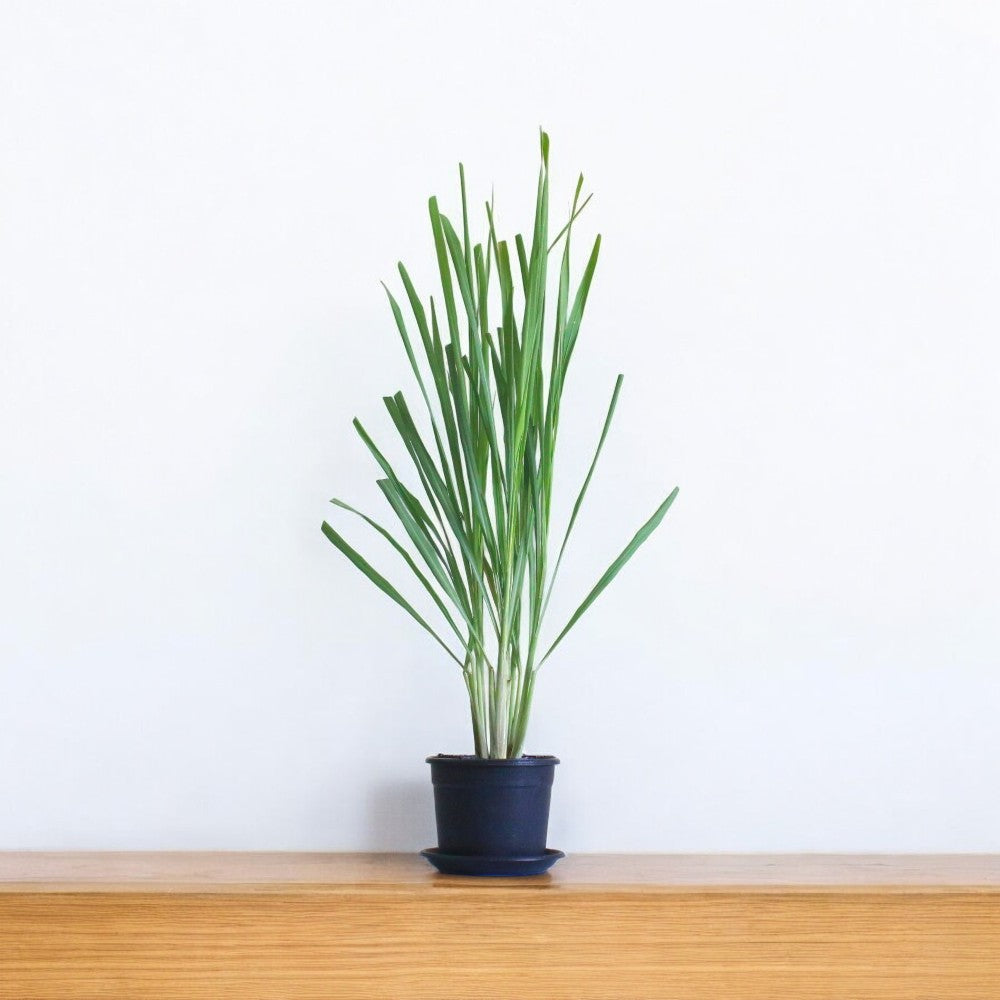 Lemon Grass Plant