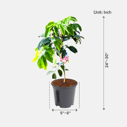 bonsai litchi tree Buy Grafted Litchi Plant online at best price