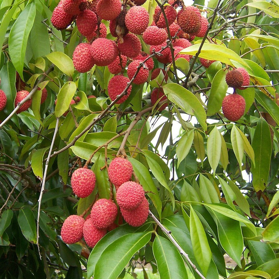 Litchi Plant | Grafted Fruit Plant