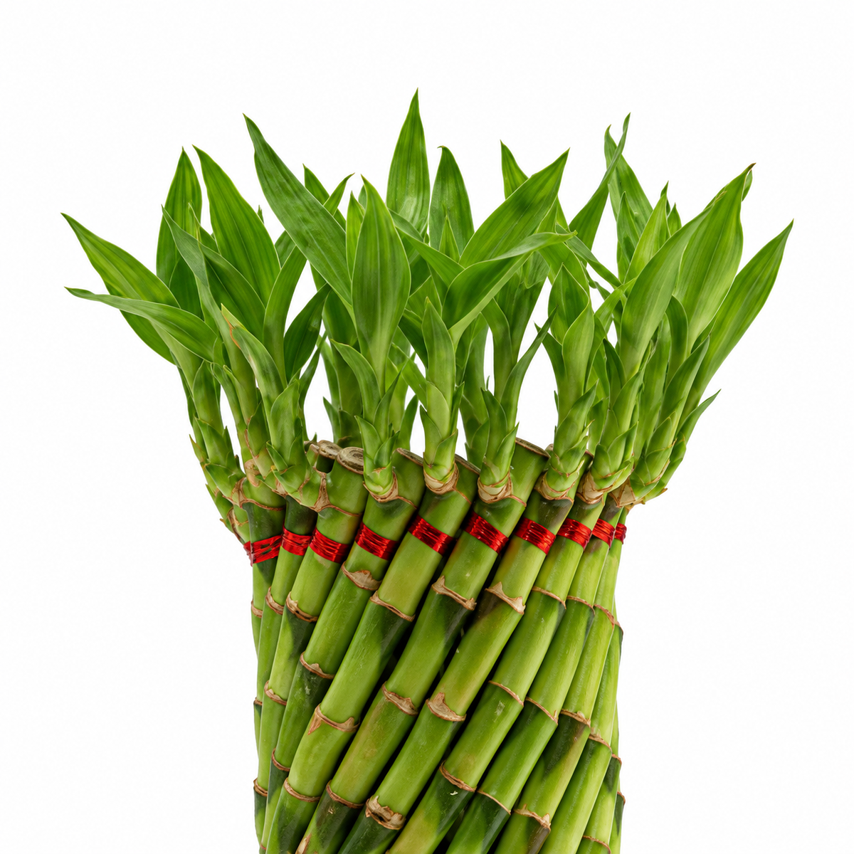 Lucky Bamboo Feng Shui Wheel