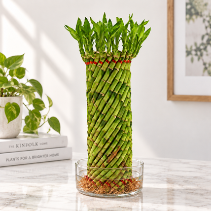 Lucky Bamboo Feng Shui Wheel