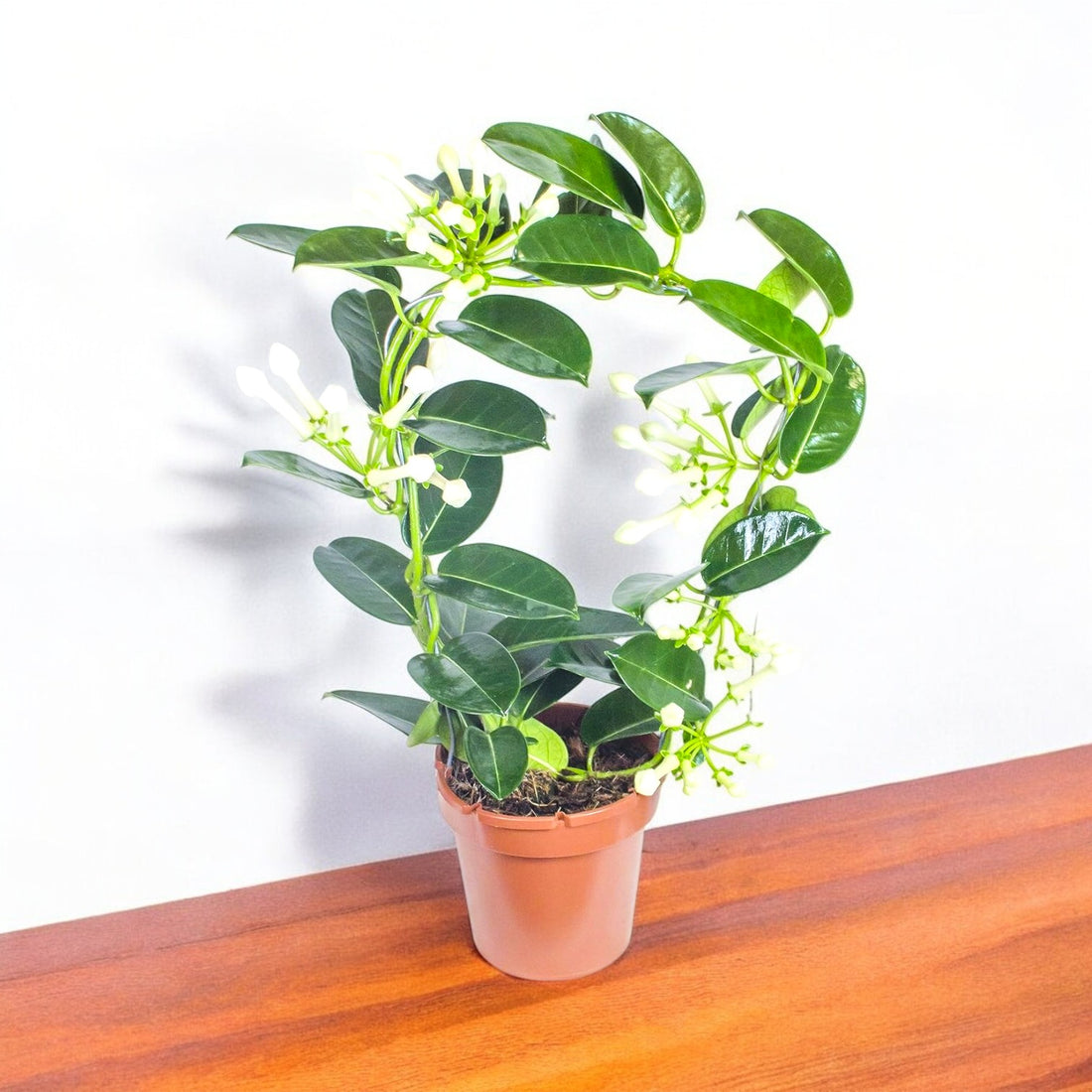 Madagascar Jasmine