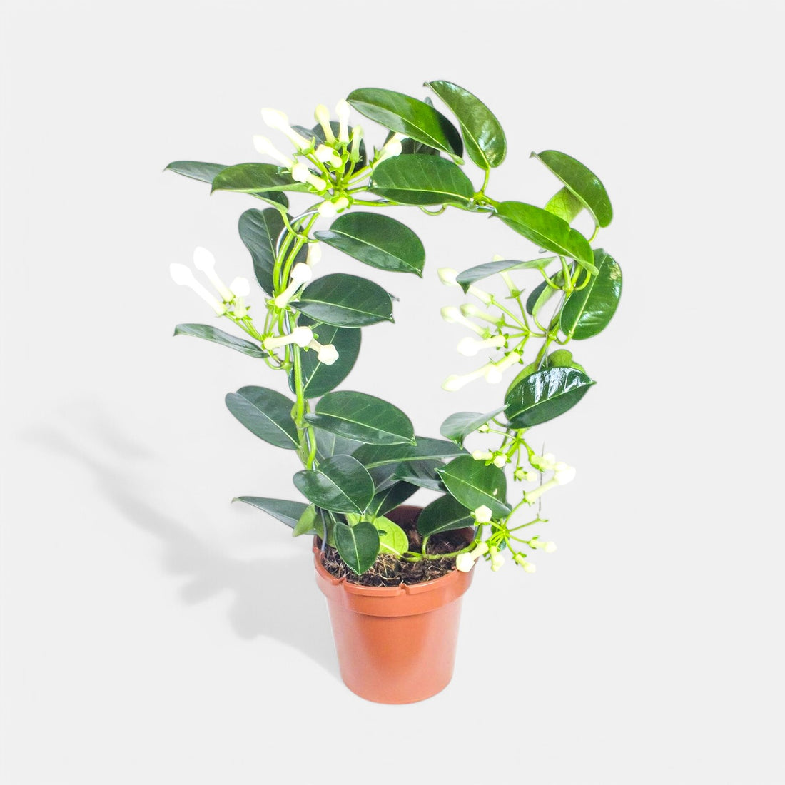 Madagascar Jasmine plant