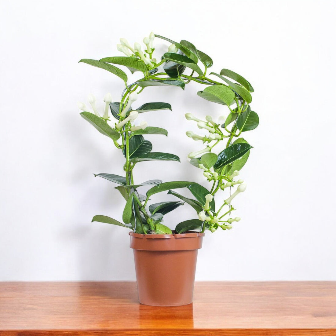 Madagascar Jasmine