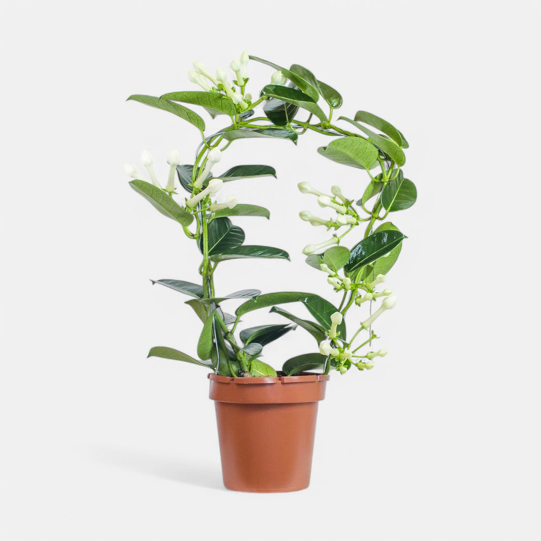 Madagascar Jasmine Plant (2-3 Feet Height) - Stephanotis floribunda
