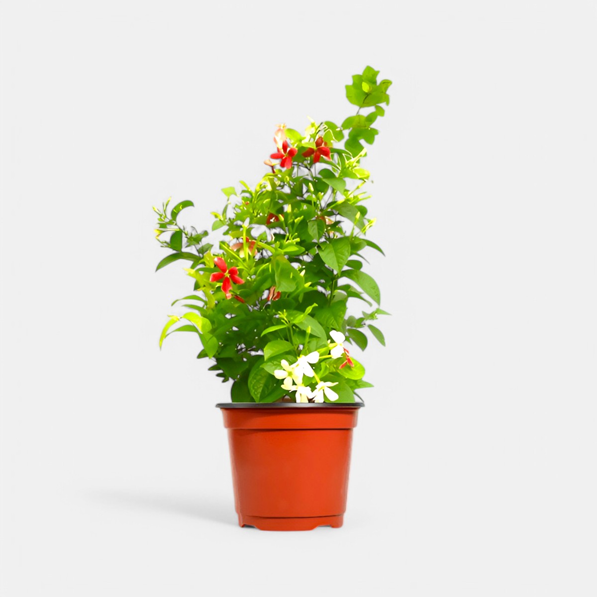 madhumalti flower seeds Buy Madhumalti (dwarf) Plant