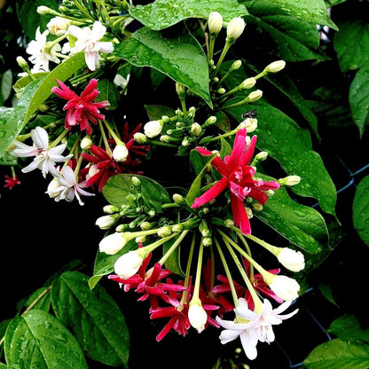 Madhumalti Plant (dwarf) - Rangoon Creeper