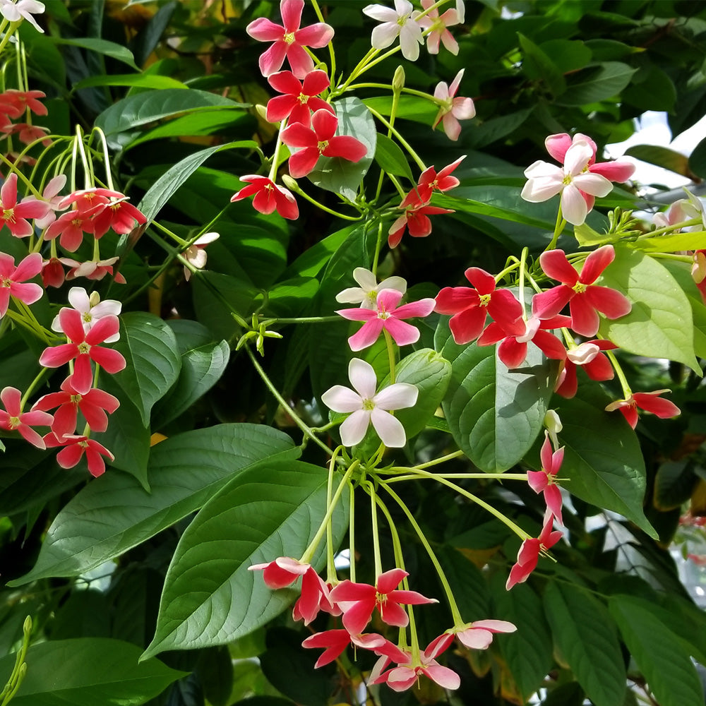 Madhumalti Plant (dwarf) - Rangoon Creeper