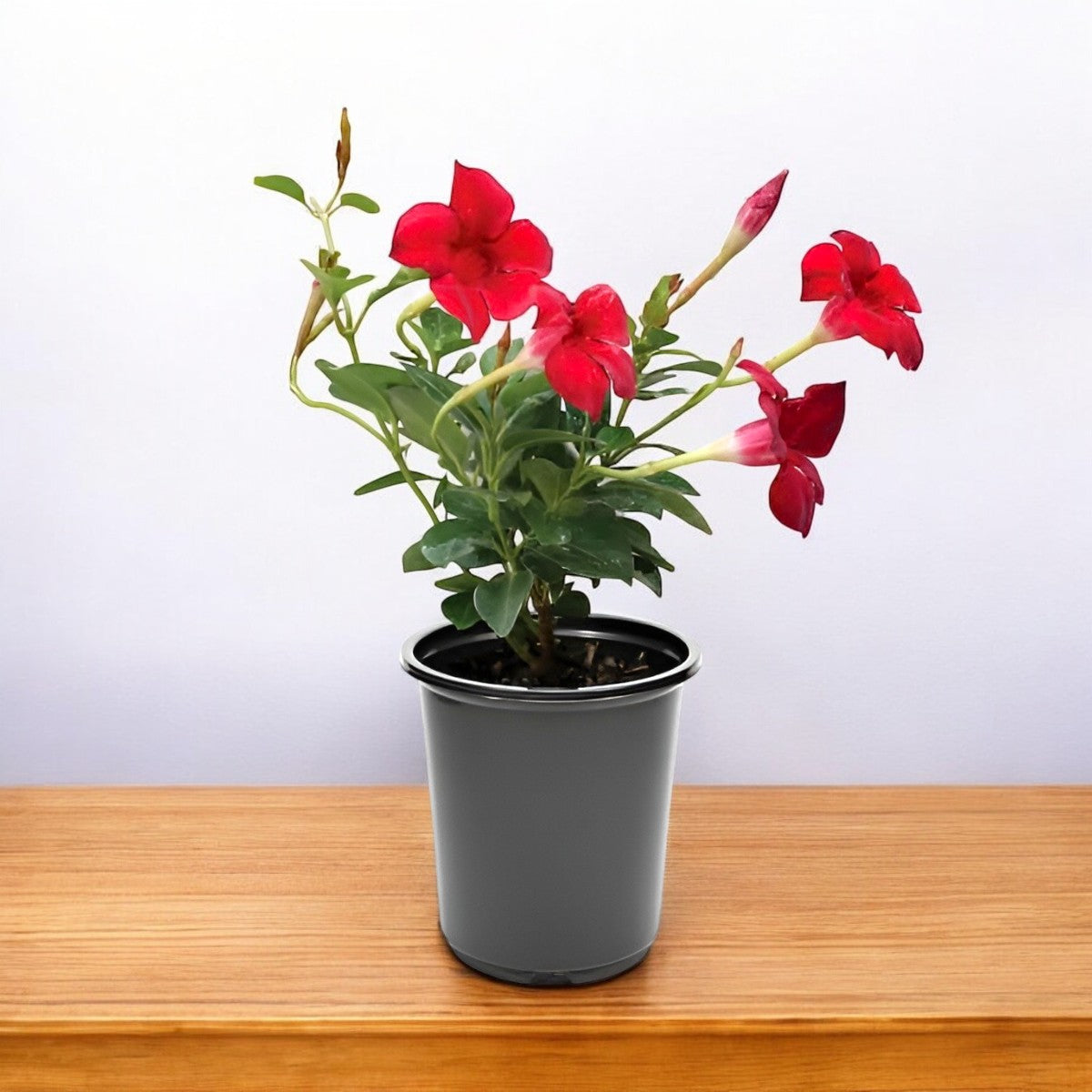 Mandevilla Maroon Plant