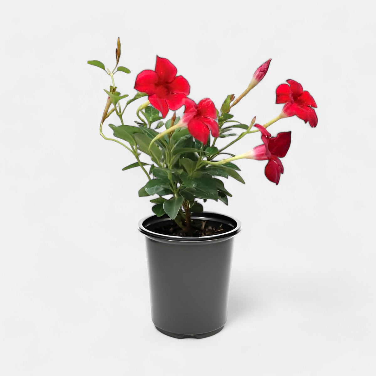 Mandevilla Maroon Plant