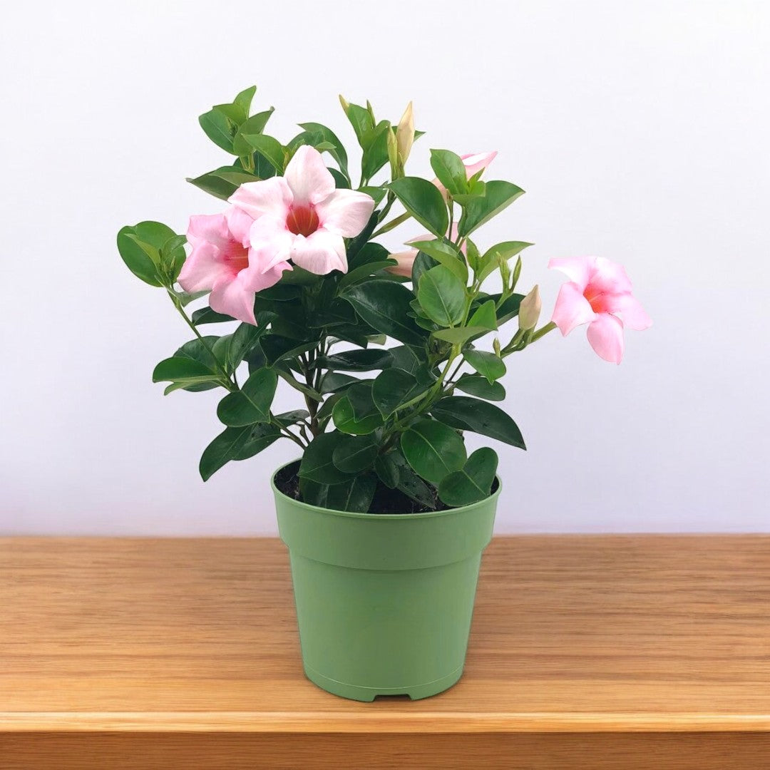 Mandevilla Pink Plant