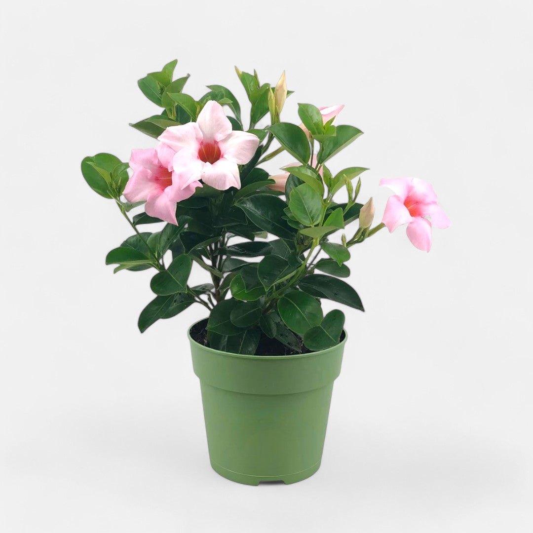 Mandevilla Pink Plant