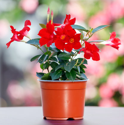 Mandevilla Red Plant