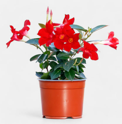 Mandevilla Red Plant