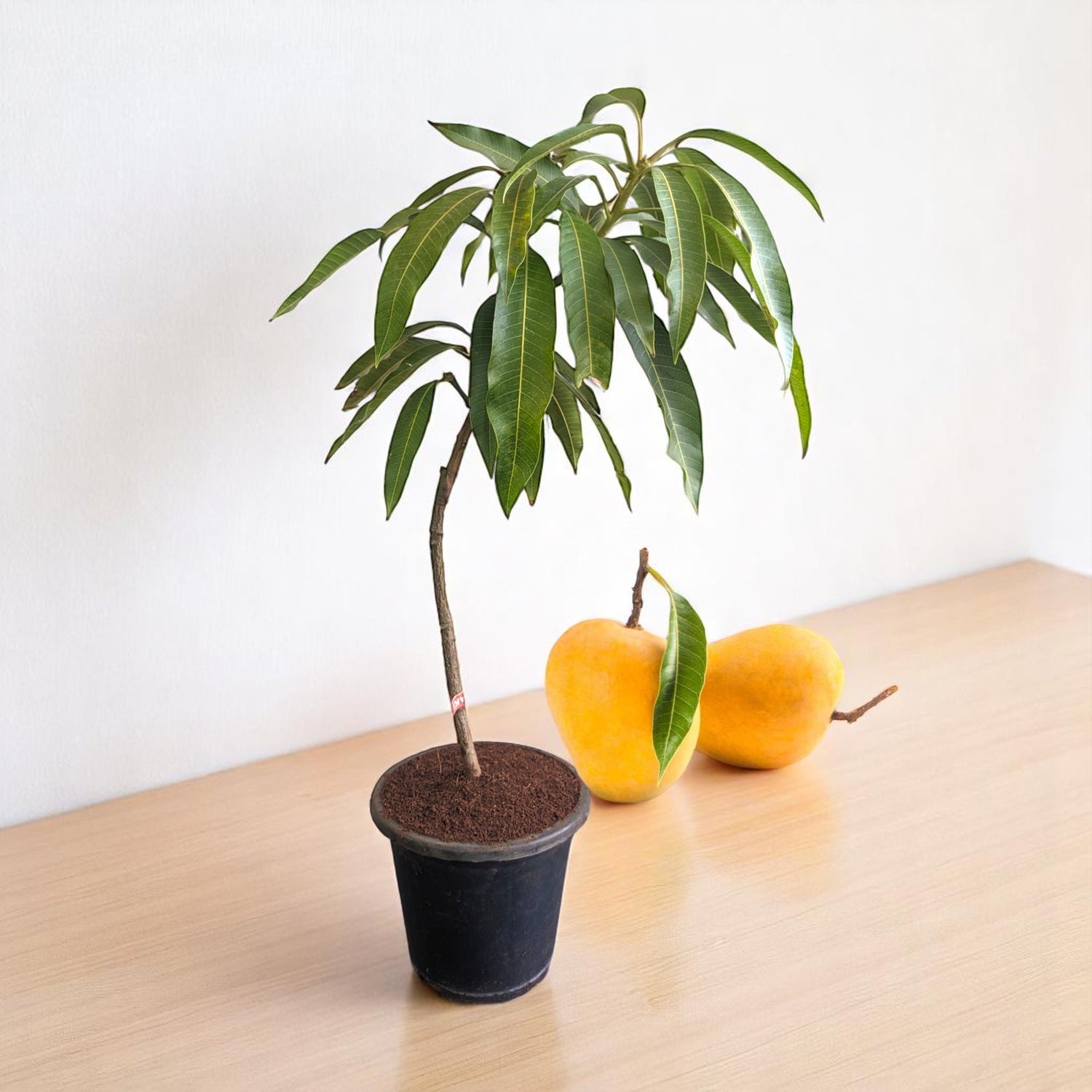 Mango Hapus Plant