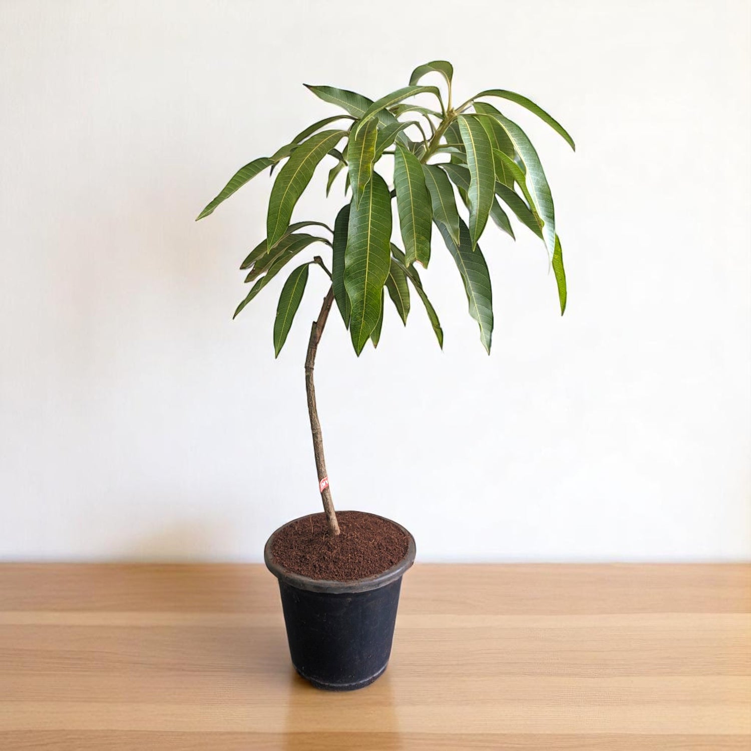 mango house plant Buy grafted mango hapus (alphonso) plant online at low price