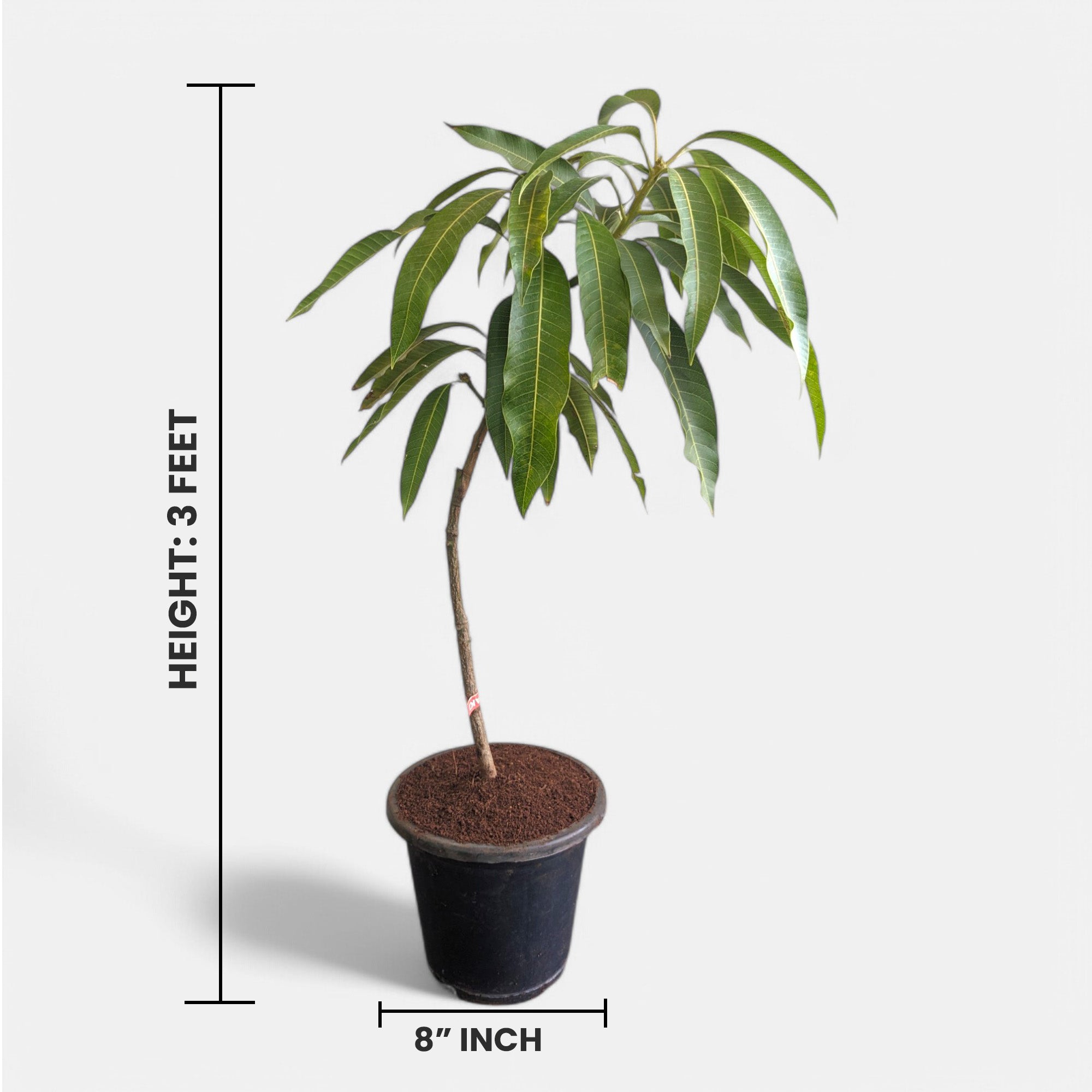 Mango Miyazaki Plant (Grafted) - Japanese Mango Tree