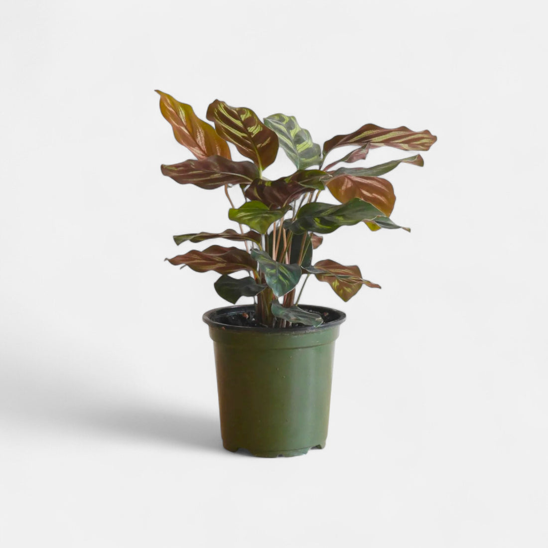 Marantha Makoyana Plant - Maranta, Calathea Makoyana