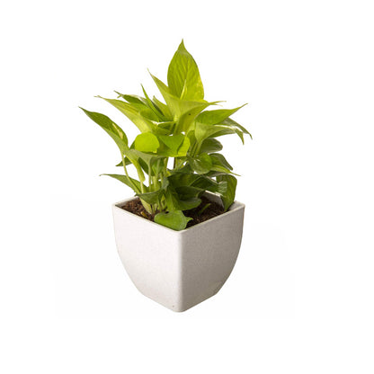 Money Plant Golden in White Square Fiber Pot