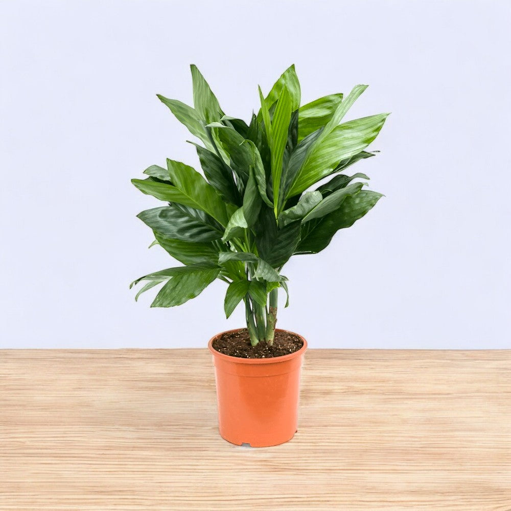 Buy Metallica Palm - Metal Palm, Fishtail Palm โ Indoor plant online at Limkrt India