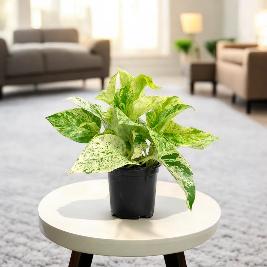 Money Plant Marble Queen Indoor Plant