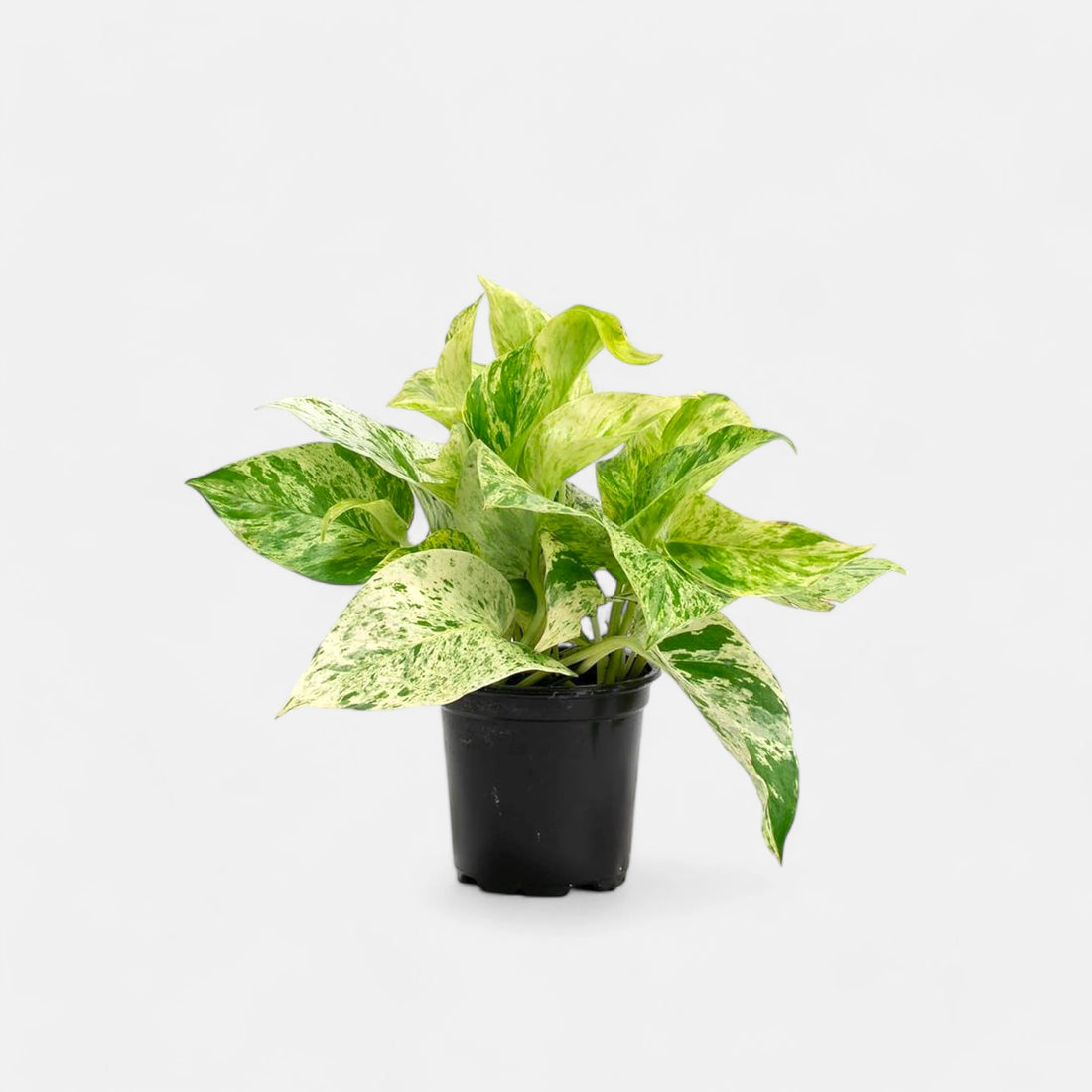 Money Plant Marble Queen Indoor Plant