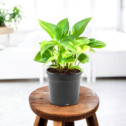 money plant to buy Buy Money Plant Green online at best price from plantguru