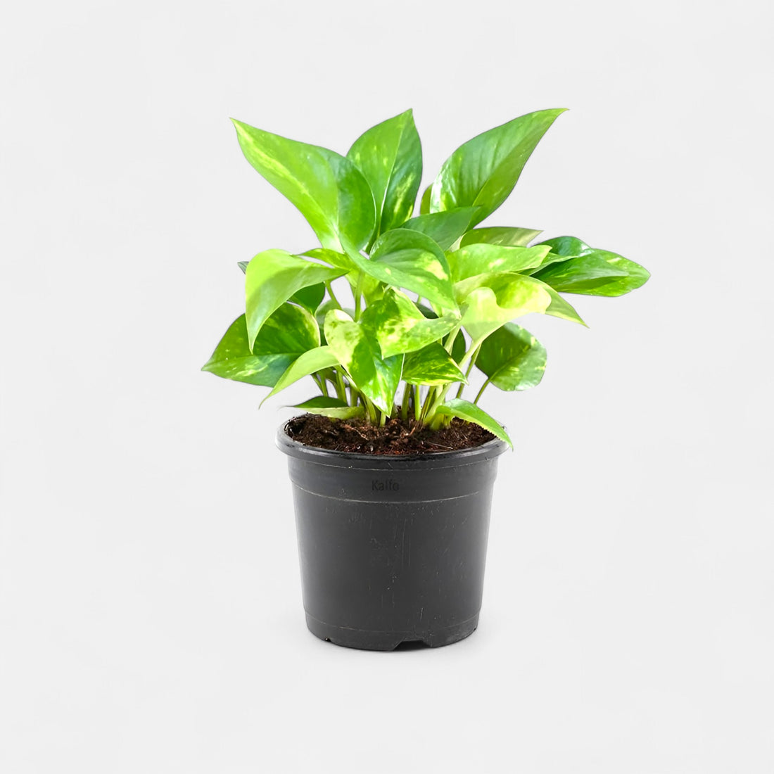 Money Plant Green - Good Luck Plant