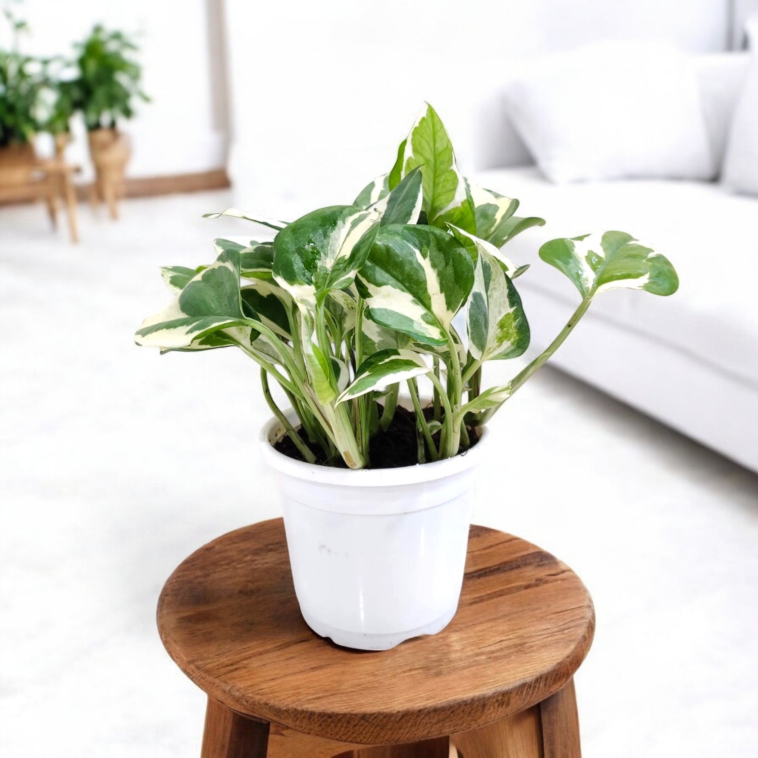 money plant cost Buy Money Plant Variegated online at best price