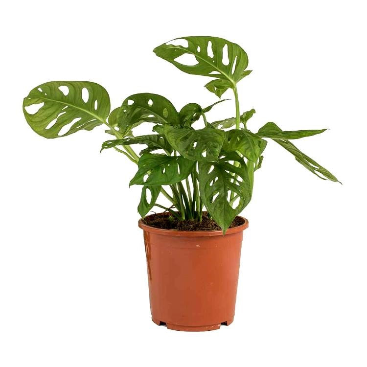 Monster Creeper - Monstera, Monstera Obliqua Plant, Philodendron Monkey Mask