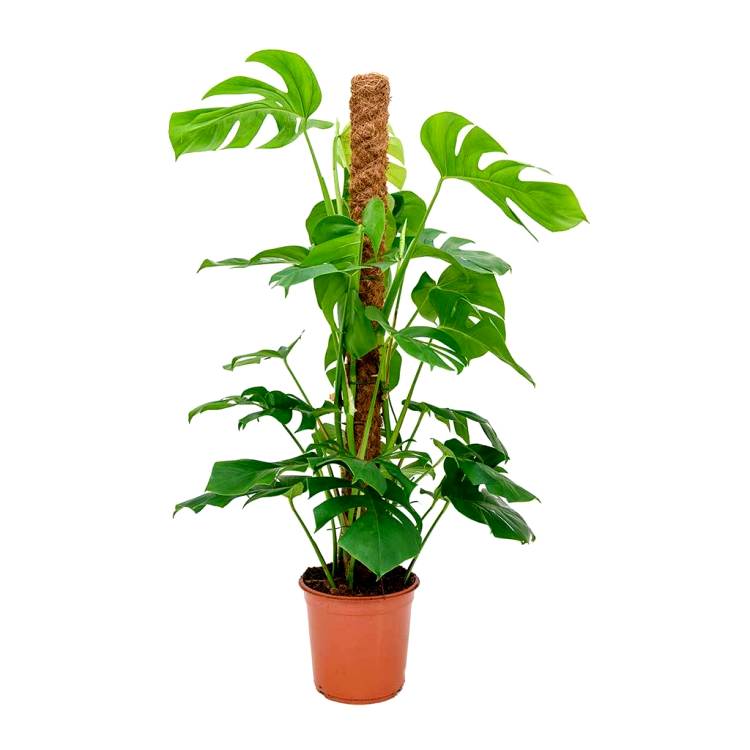 Monstera Deliciosa Plant - Swiss Cheese Plant with Moss Stick