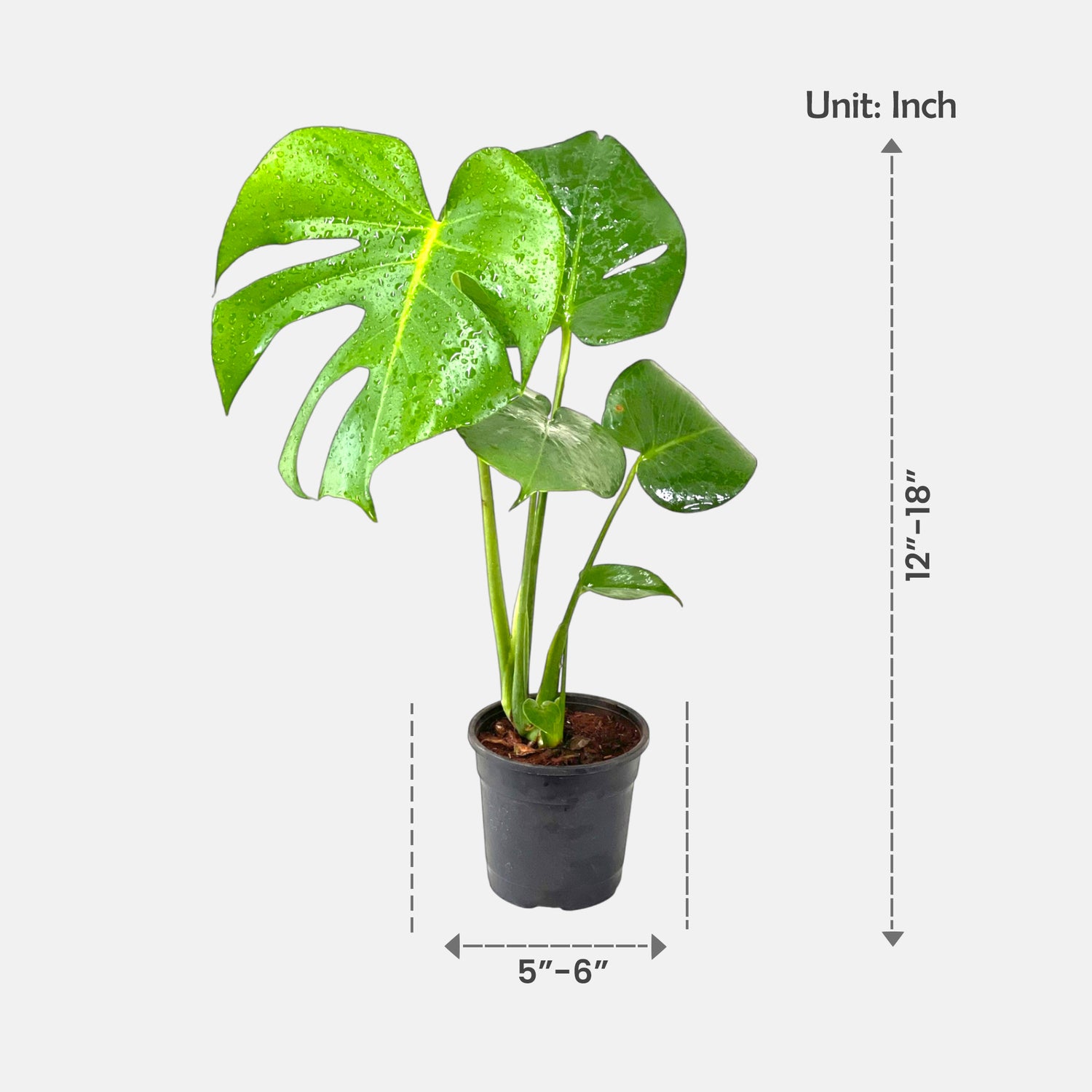 Monstera Deliciosa – Swiss Cheese Plant