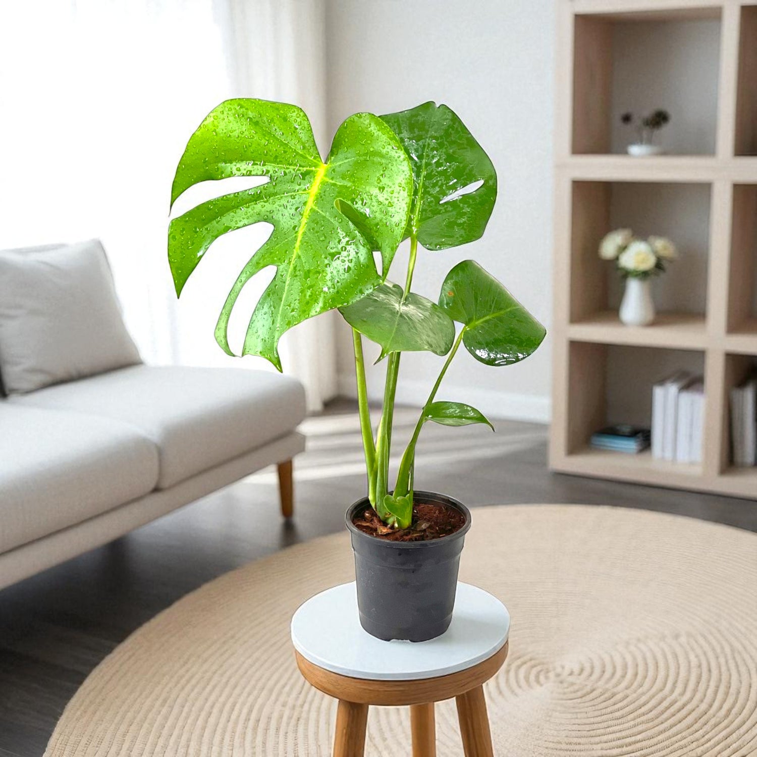monstera plant lucky Buy Monstera Deliciosa – Swiss Cheese Plant Online