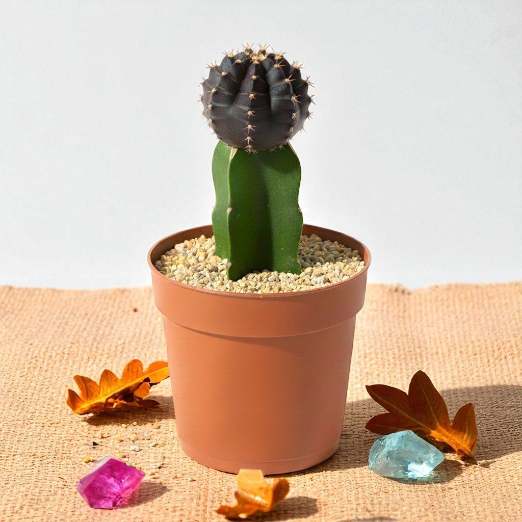 Moon Cactus Black - Grafted