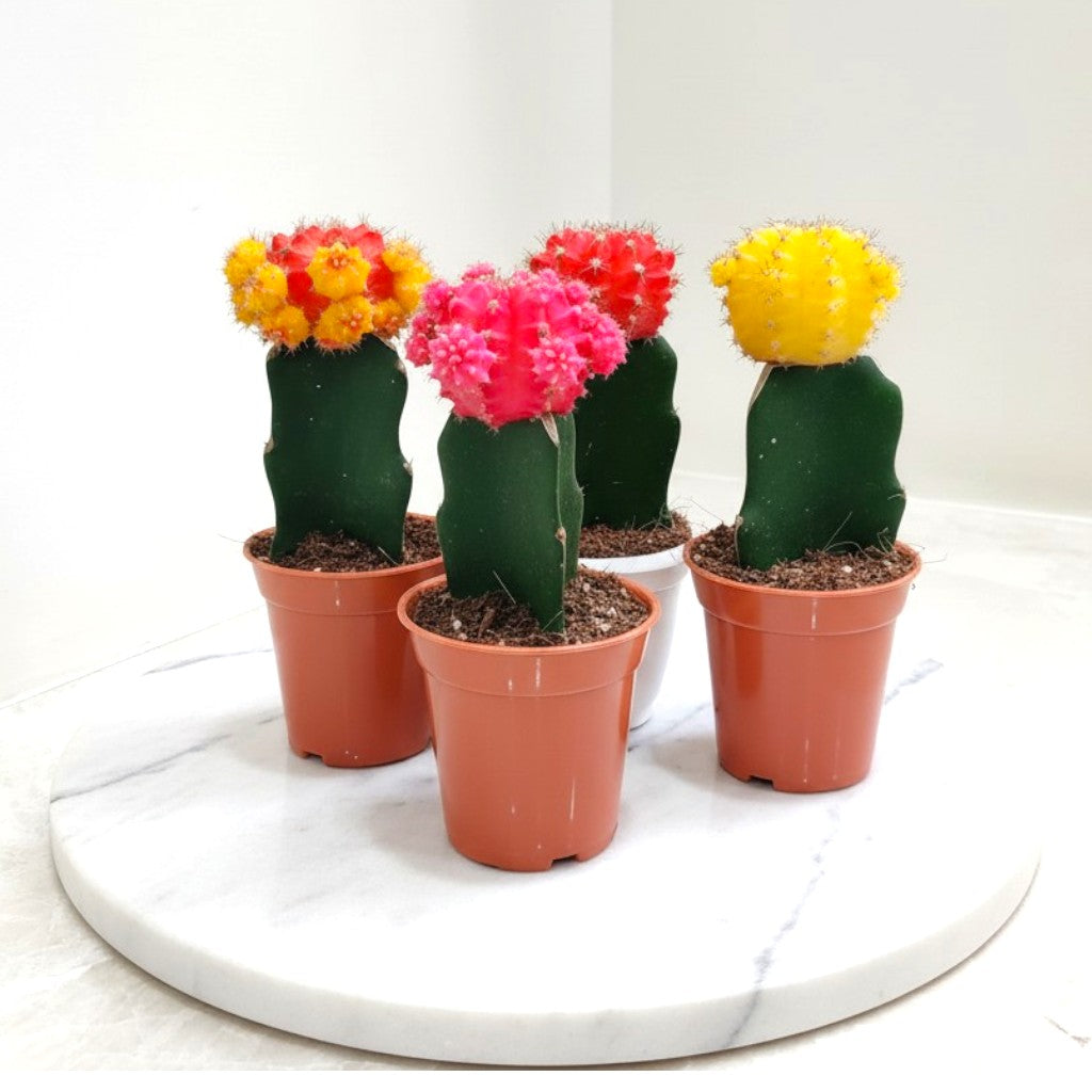 Moon Cactus – Pack of 4 | Assorted Colors (Any 4 Available)