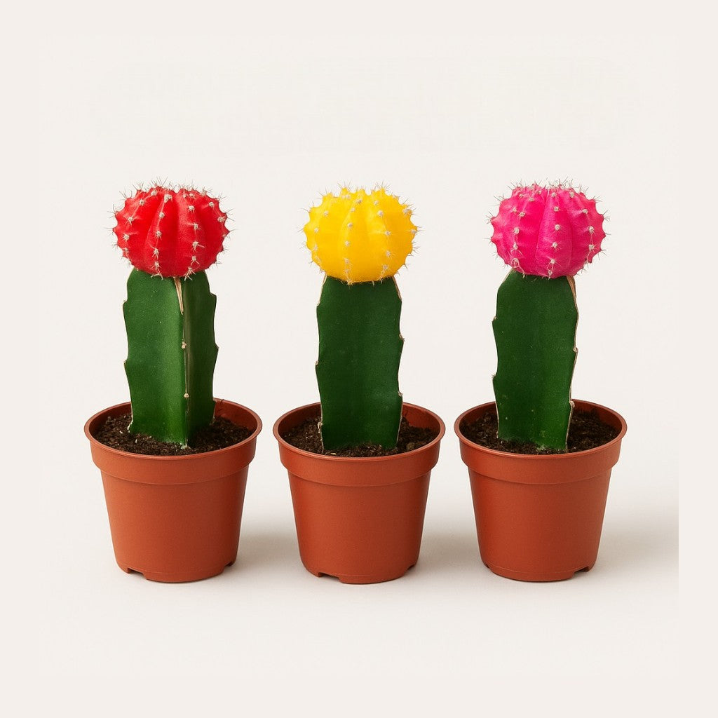 Moon Cactus – Pack of 3 | Assorted Colors (Any 3 Available)