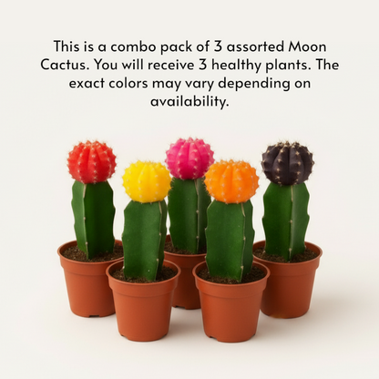 Moon Cactus – Pack of 3 | Assorted Colors (Any 3 Available)