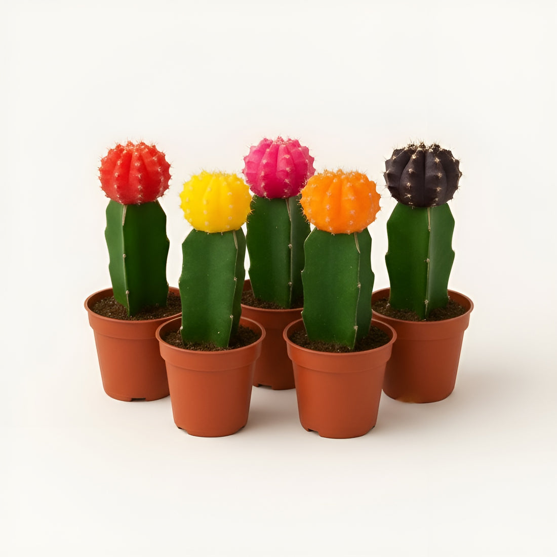 Moon Cactus – Pack of 5 | Assorted Colors (Any 5 Available)