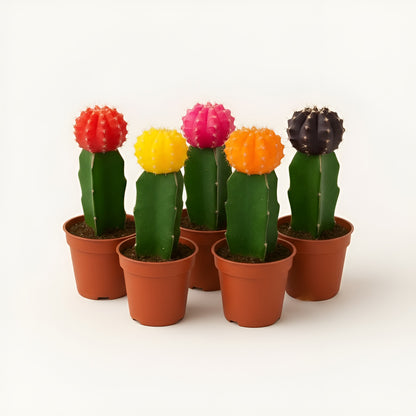 Moon Cactus – Pack of 5 | Assorted Colors (Any 5 Available)