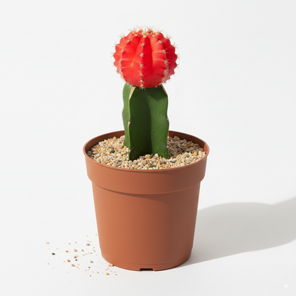 Moon Cactus Red - Grafted