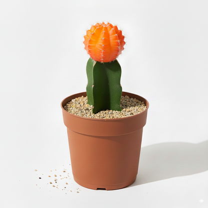Moon Cactus Orange - Grafted