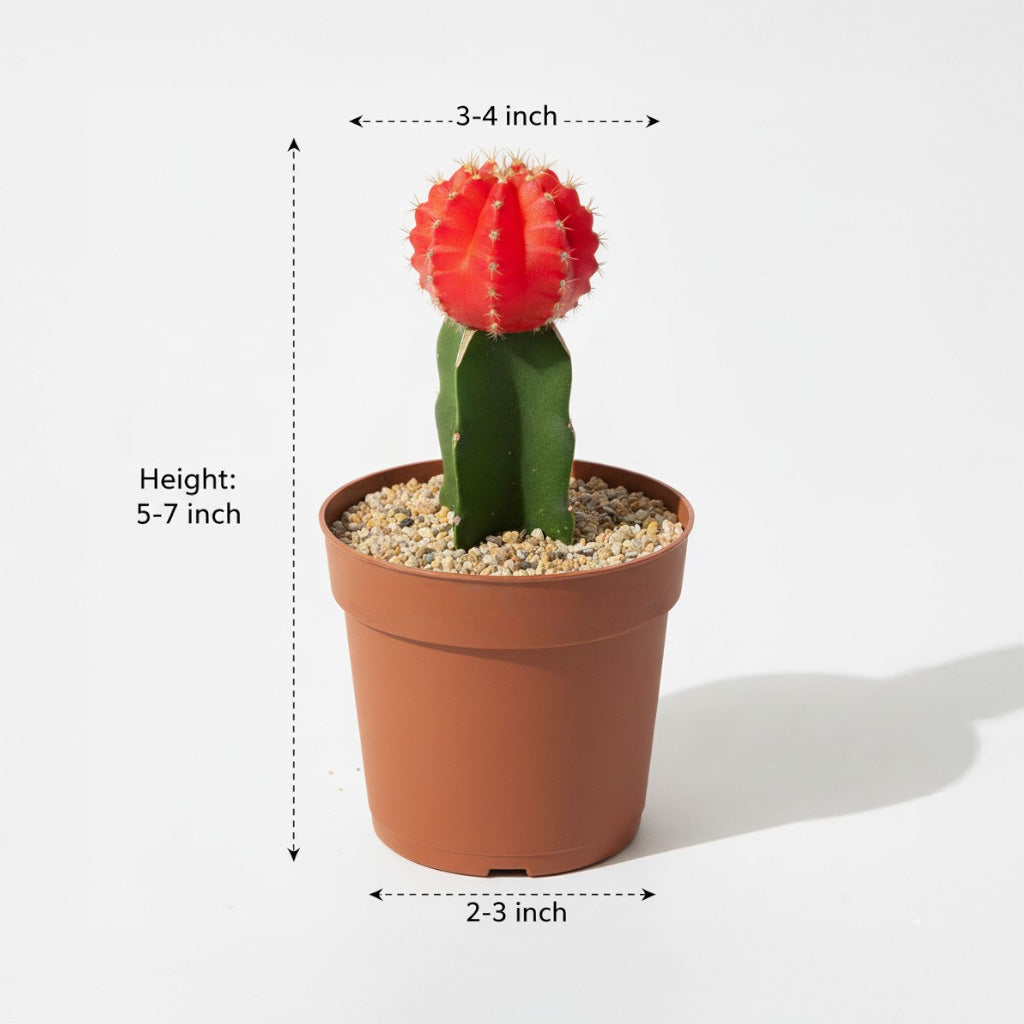 red cactus succulent Buy Moon Cactus Red