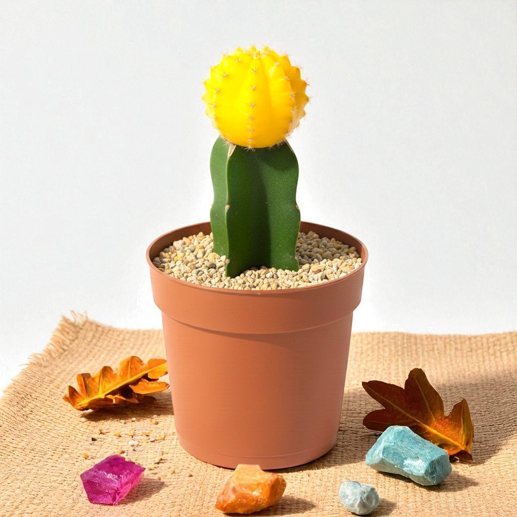 Moon Cactus Yellow - Grafted