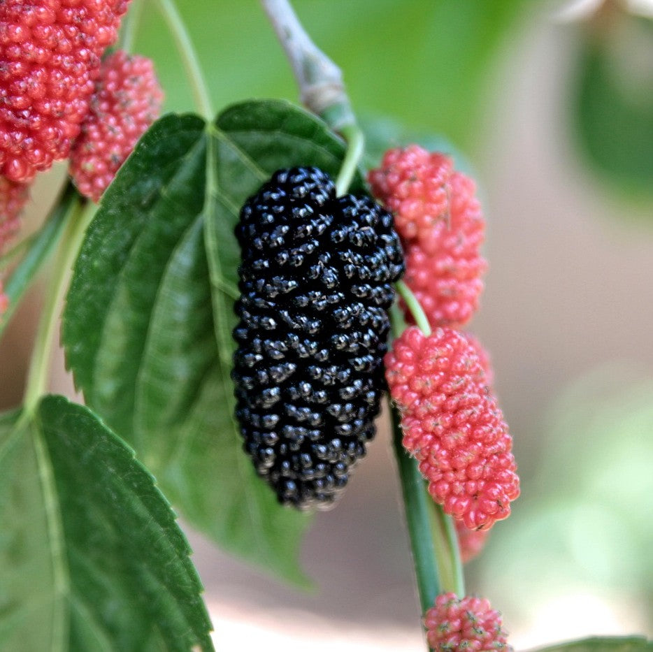 mulberry plant online